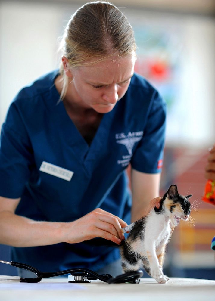 Veterinarian treating little kitten at clinic, unknown location - 16 June 2016