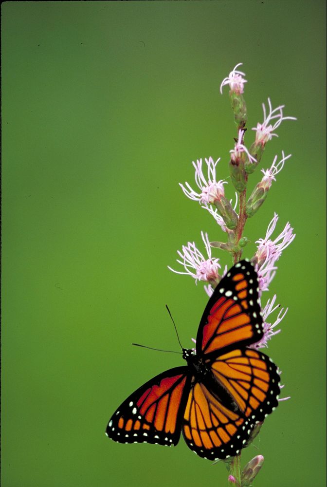 Free viceroy butterfly image, public domain animal CC0 photo.