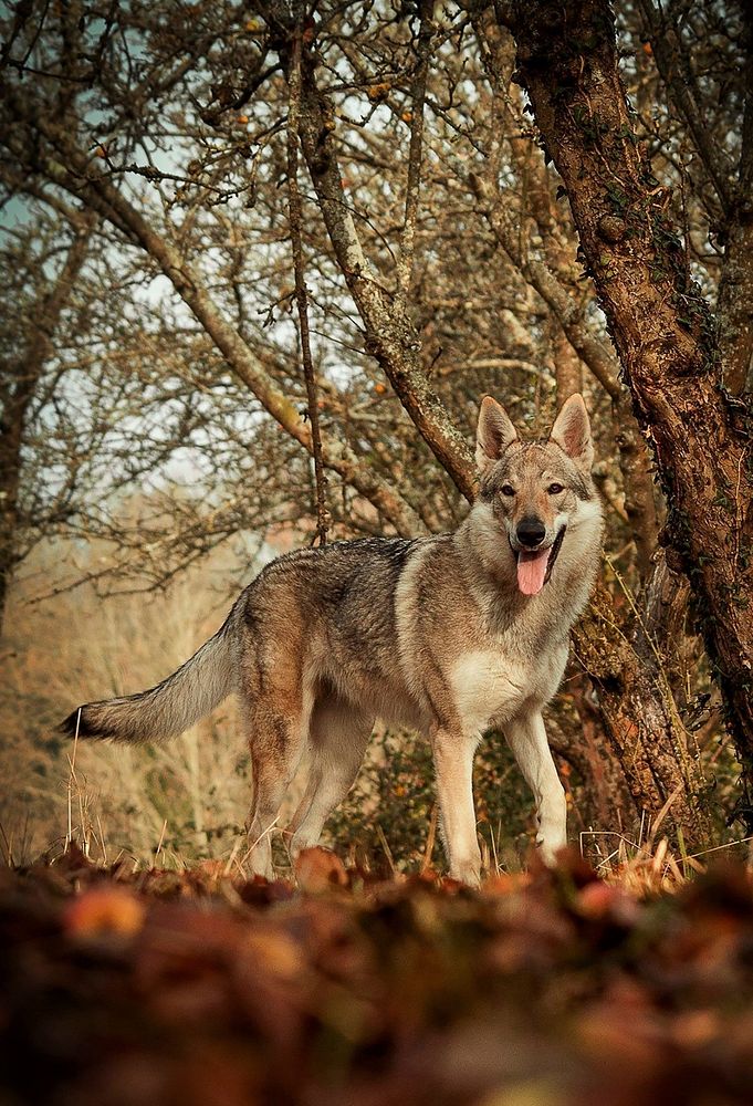 Free wolfdog walking in the wood image, public domain animal CC0 photo.