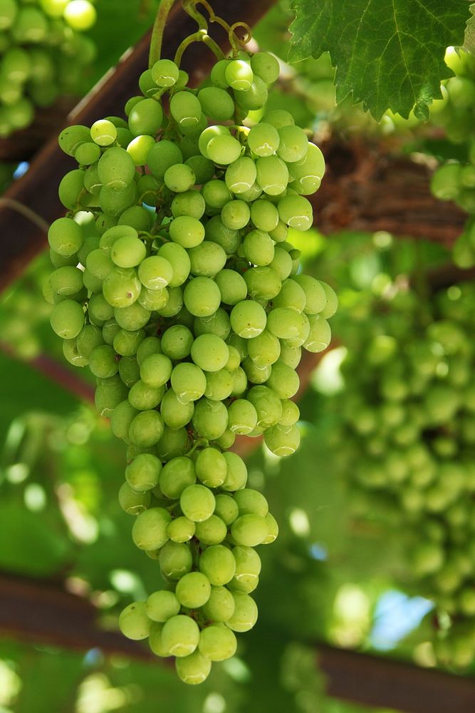 Free grape public domain fruit CC0 photo.