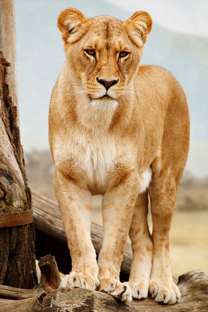 Free female lion closeup, wildlife image, public domain CC0 photo.