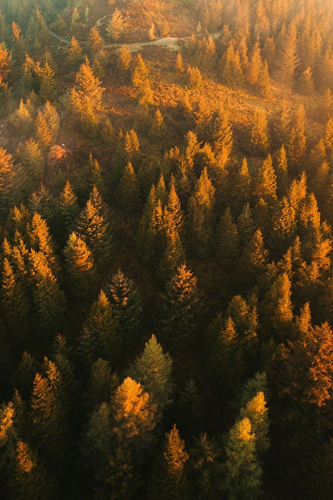 Drone view of Whinlatter Forest park at the Lake District in England