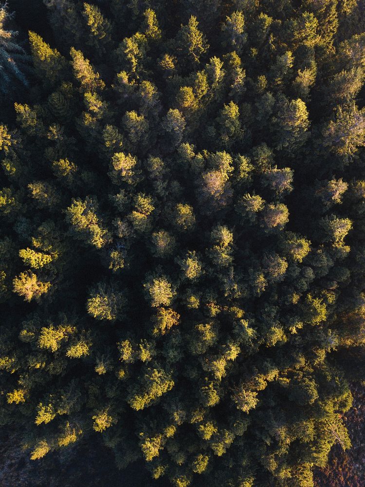 Drone view of Whinlatter Forest park at the Lake District in England