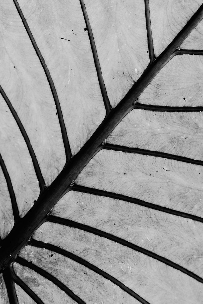 Fresh detailed black and white leaf structure