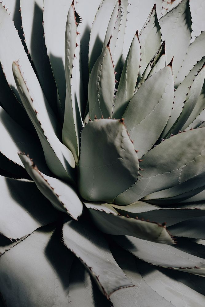 Close up of a succulent in a desert