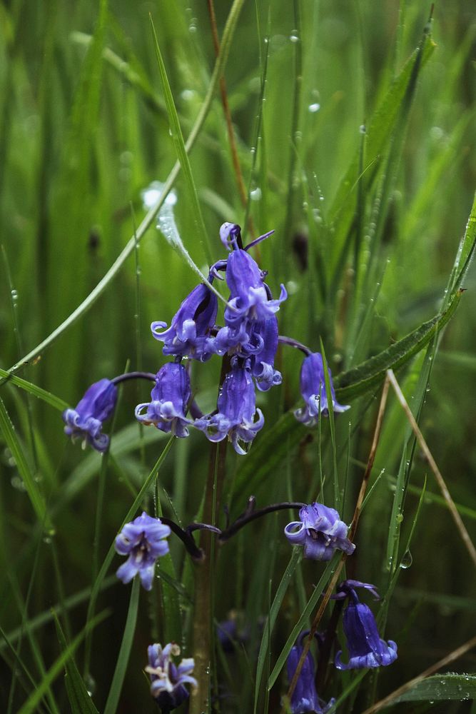 Bluebell flowers in the field