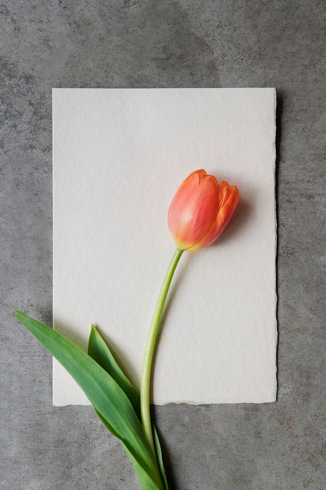 Blank white card with a tulip