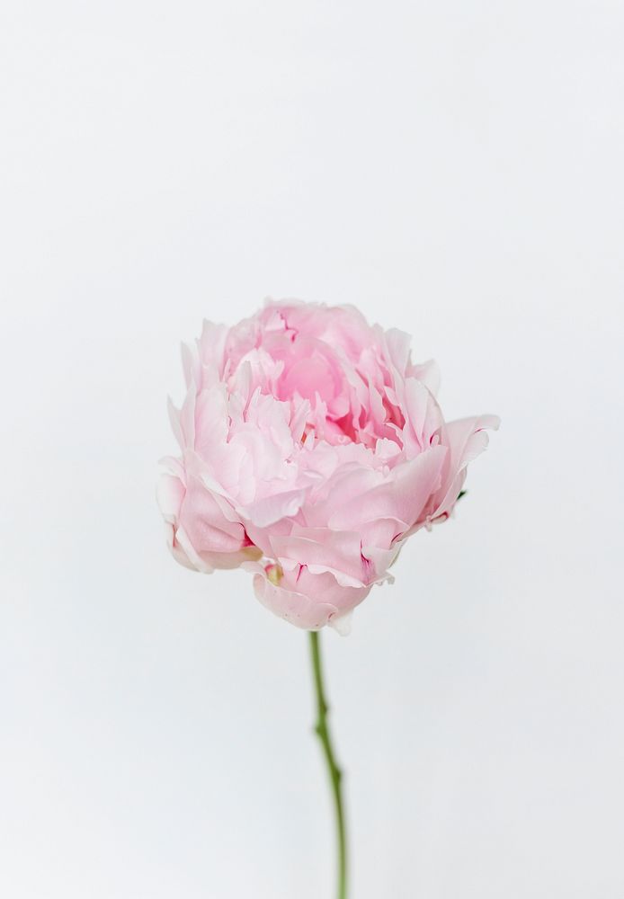 Blooming peony sarah bernhardt on a white wall