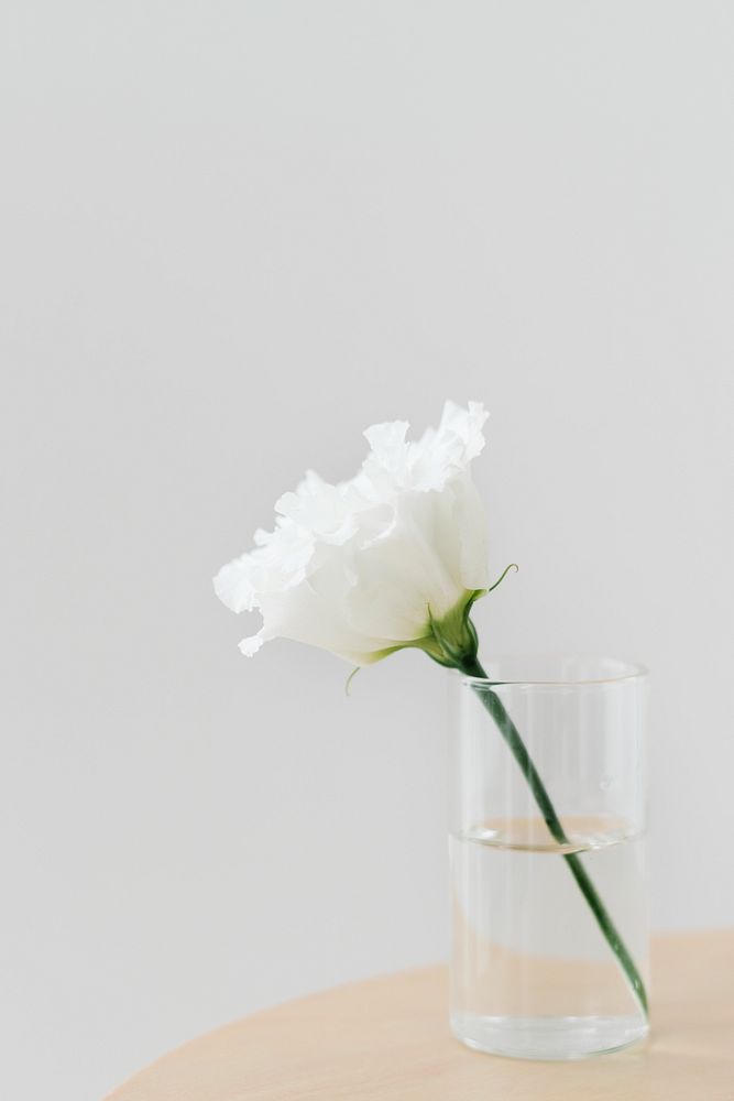 White carnation in a glass with a light gray background