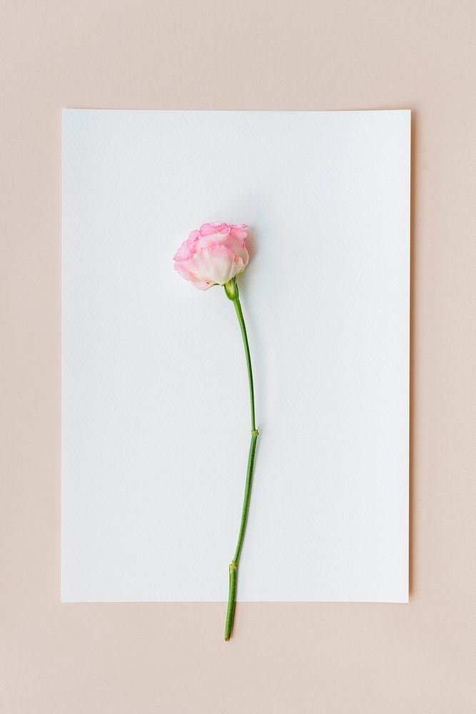 Pink carnation on a white paper