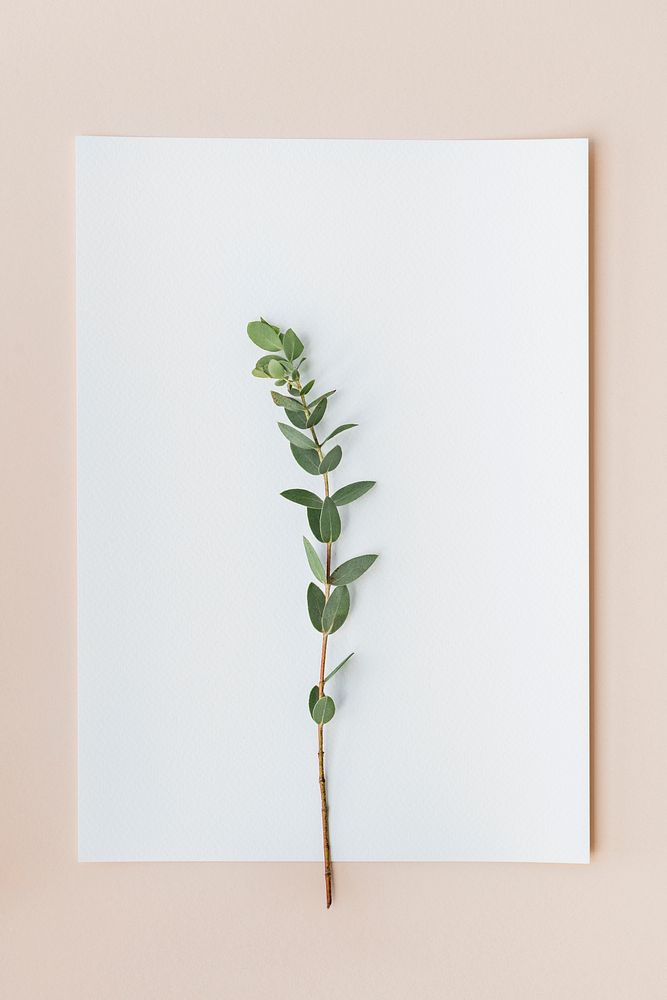 Ruscus leaves on a white paper