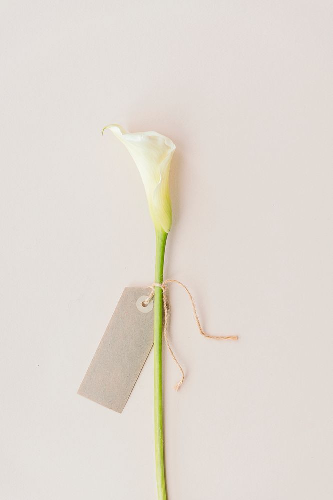White calla lily with a blank greeting card