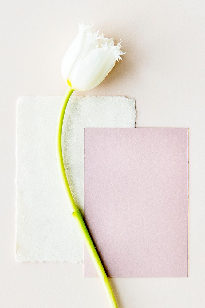 White parrot tulip with blank cards