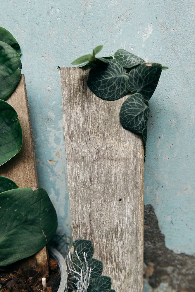 Rustic plank against a blue wall