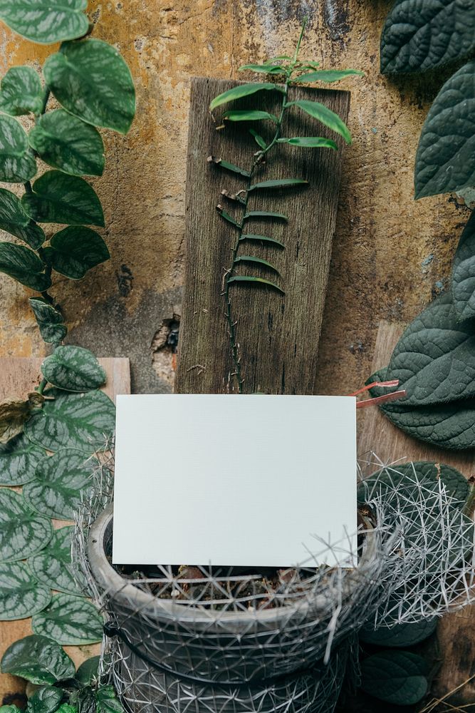 Blank white card surrounded by leaves