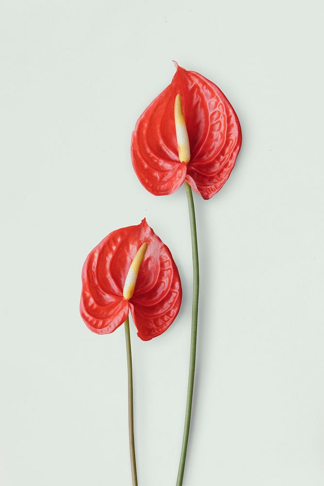 Red anthurium on a light gray background