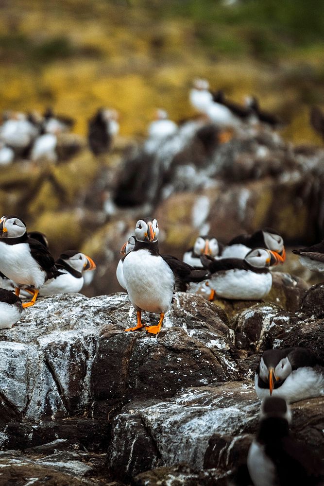 Closeup of a flock of puffins on a rocky shore of the Farne Islands in Northumberland, England