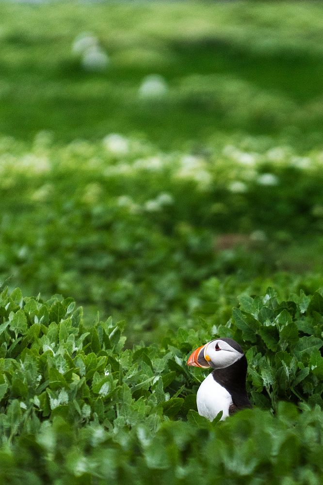 Closeup of puffin on the Farne Islands in Northumberland, England