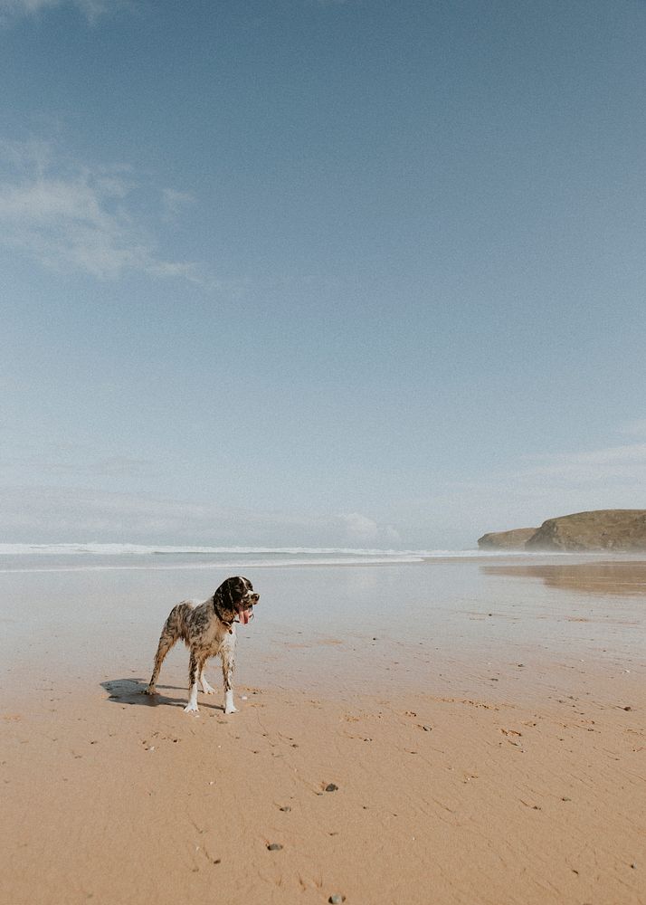 Wet dog enjoying the beach