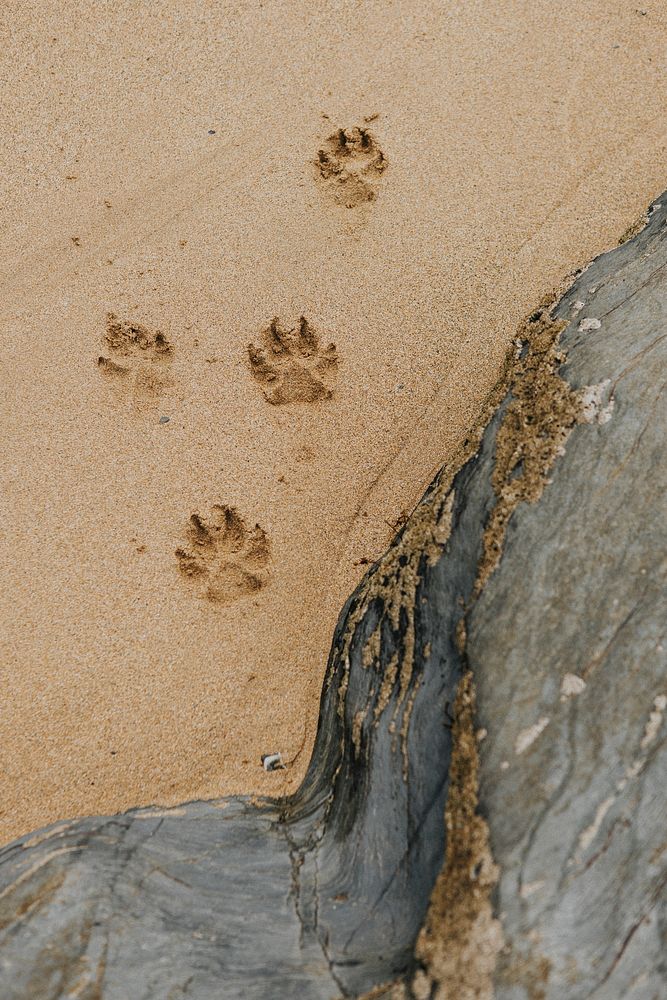 Cute paw prints on the sand