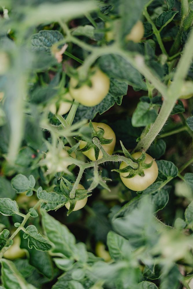 Raw fresh unripe tomatoes in the garden