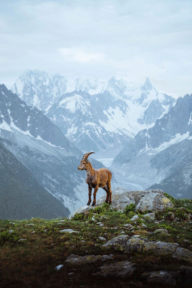 Alpine ibex in the Mont Blanc massif