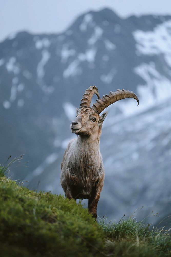 Alpine ibex in Chamonix Alps in France