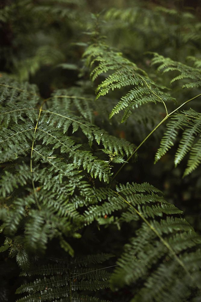 Fern leaves in Mull temperate rainforest