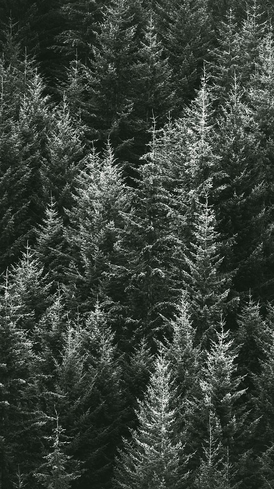 Macro shot of pine forest