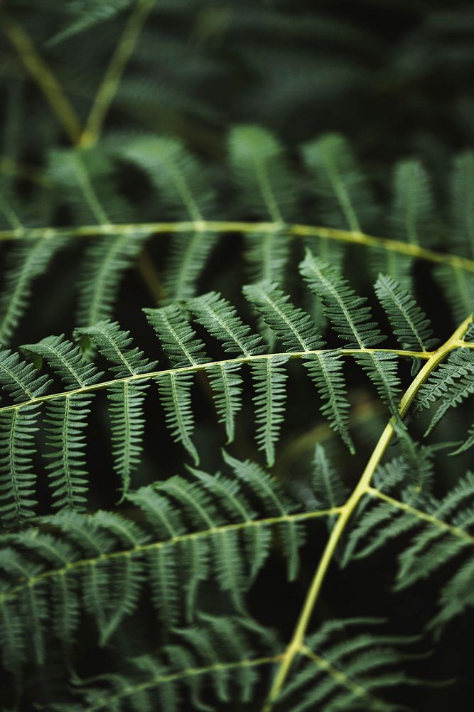 Macro shot of fern branch
