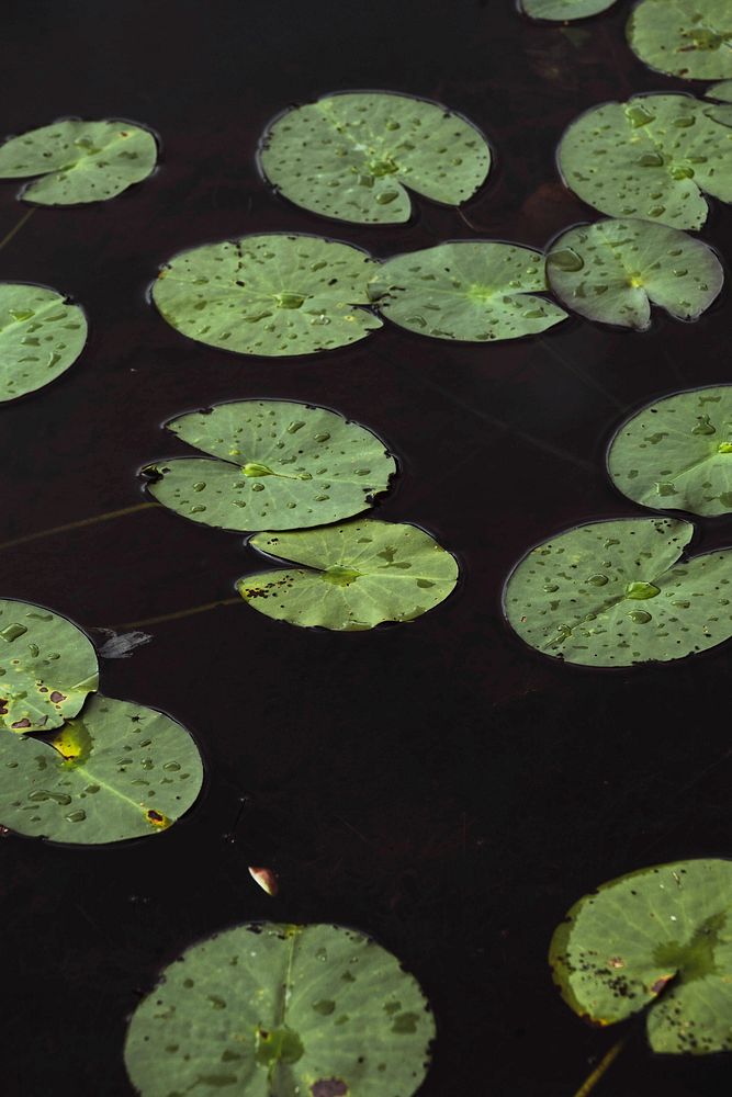 Water lily leaves in a lake
