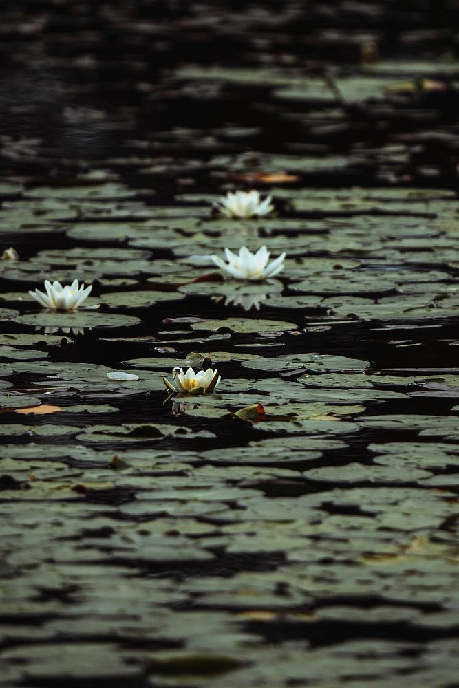 White water lilies in a lake