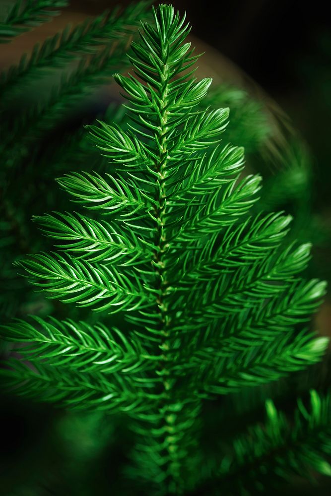 Single green Christmas tree close up