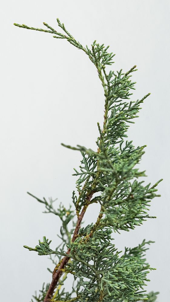 Evergreen spruce twig on a white background