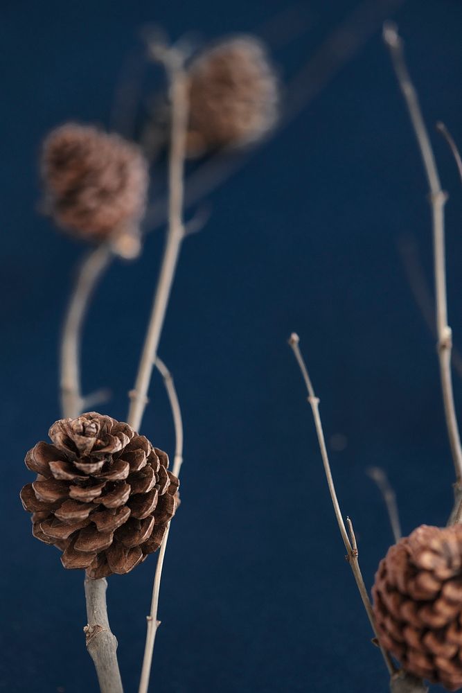 Festive pinecones on a branch