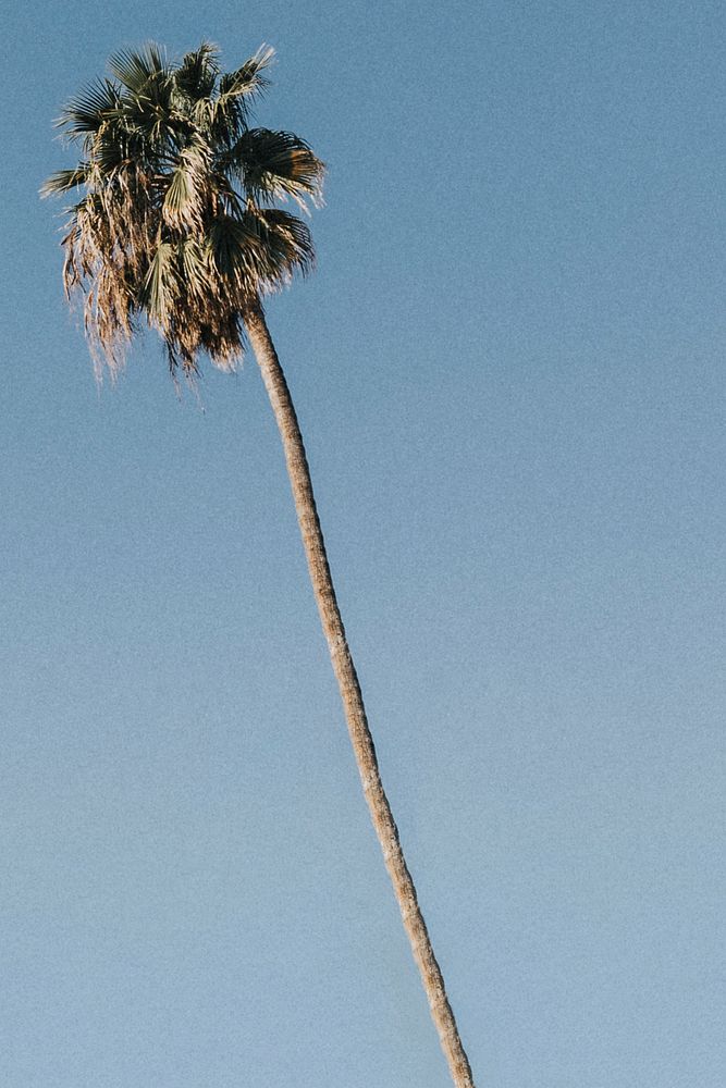 Palm tree in the bight blue sky