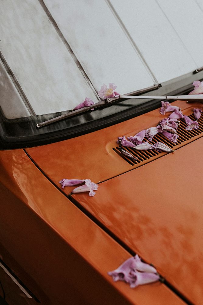 Fallen pink blossoms on the hood of a vintage car