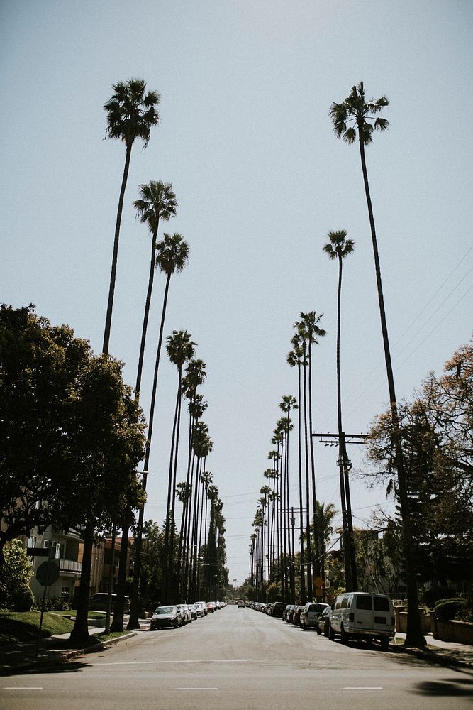 Palm tree lined boulevard in Los Angeles
