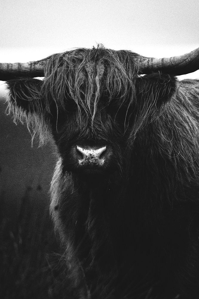 Closeup of hairy Scottish Highland Cattle grayscale