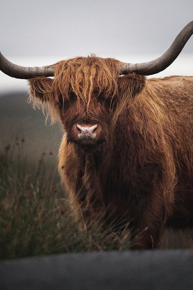 Closeup of hairy Scottish Highland Cattle