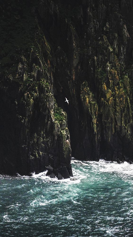 Gannet flying near the cliff at Isle of Skye, Scotland  mobile phone wallpaper