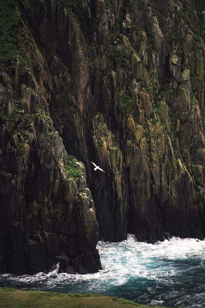 Gannet flying near the cliff at Isle of Skye, Scotland