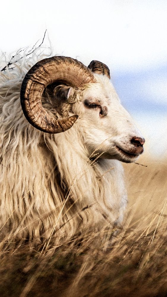 Northern European short-tailed sheep in Iceland mobile phone wallpaper