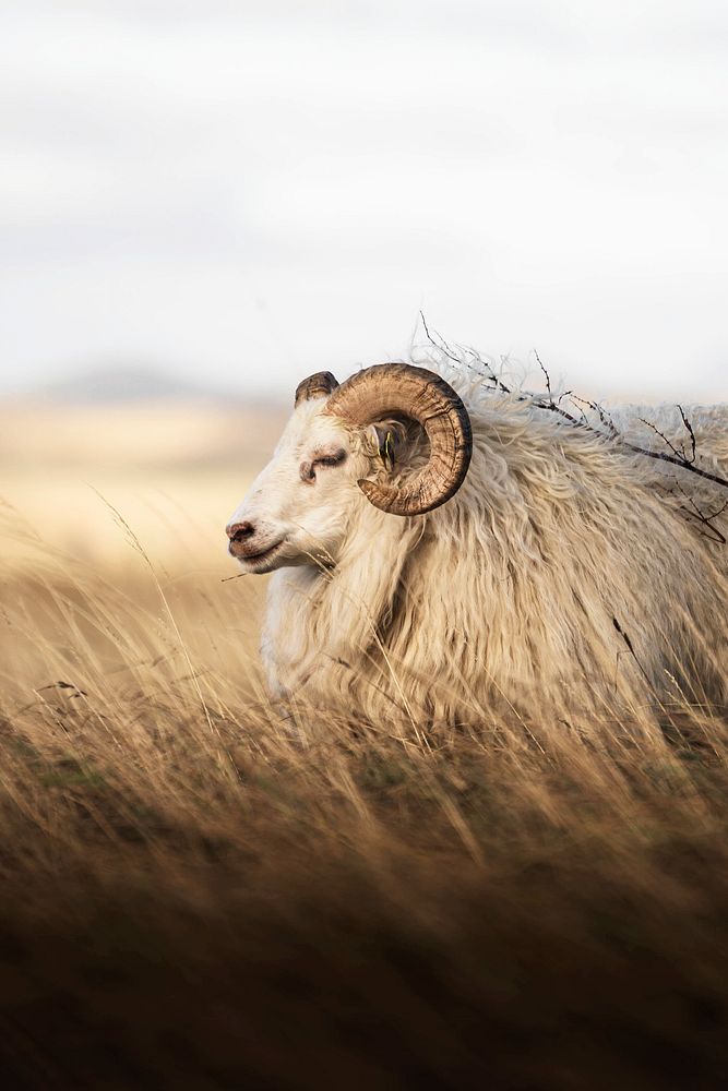 Northern European short-tailed sheep in Iceland