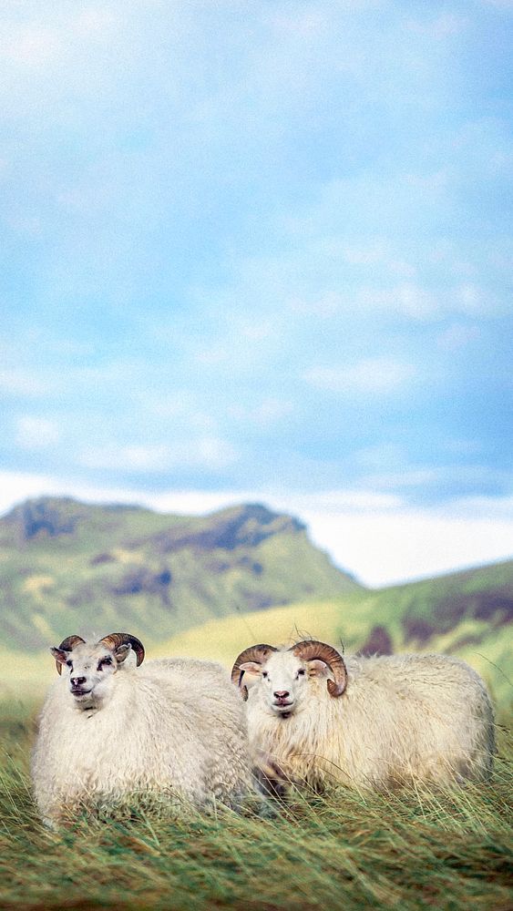 Northern European short-tailed sheeps in Iceland mobile phone wallpaper