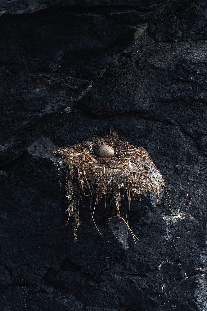 Nest with a bird egg by the shore