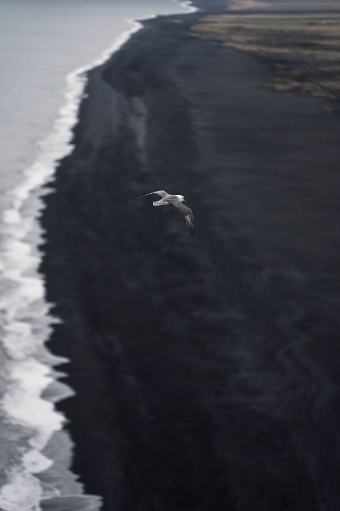 Arctic tern flying over Dyrh&oacute;laey, south coast of Iceland