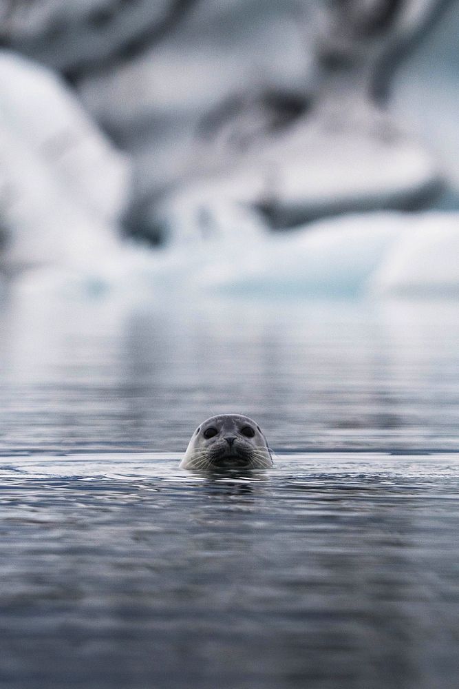Cute seal playing in Glacier Lagoon, Iceland
