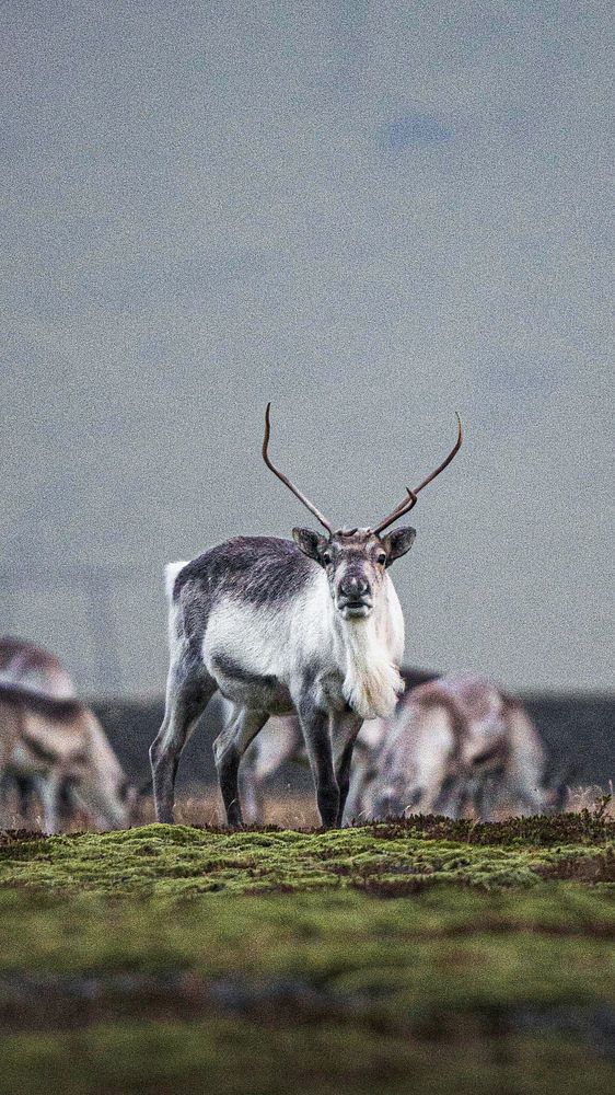 Icelandic reindeers at the South Coast of Iceland mobile phone wallpaper