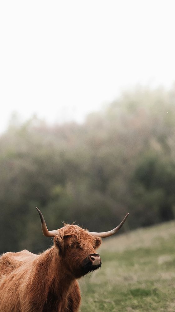 Scottish Highland calf in the field